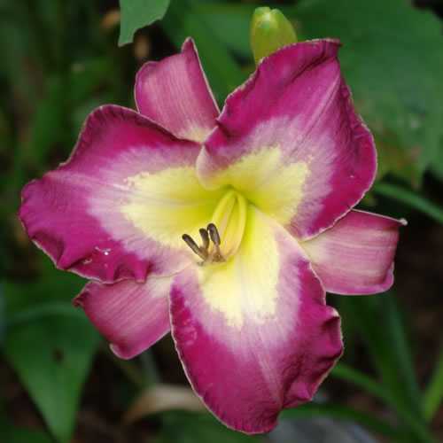 Hemerocallis Cognizant Dissonant